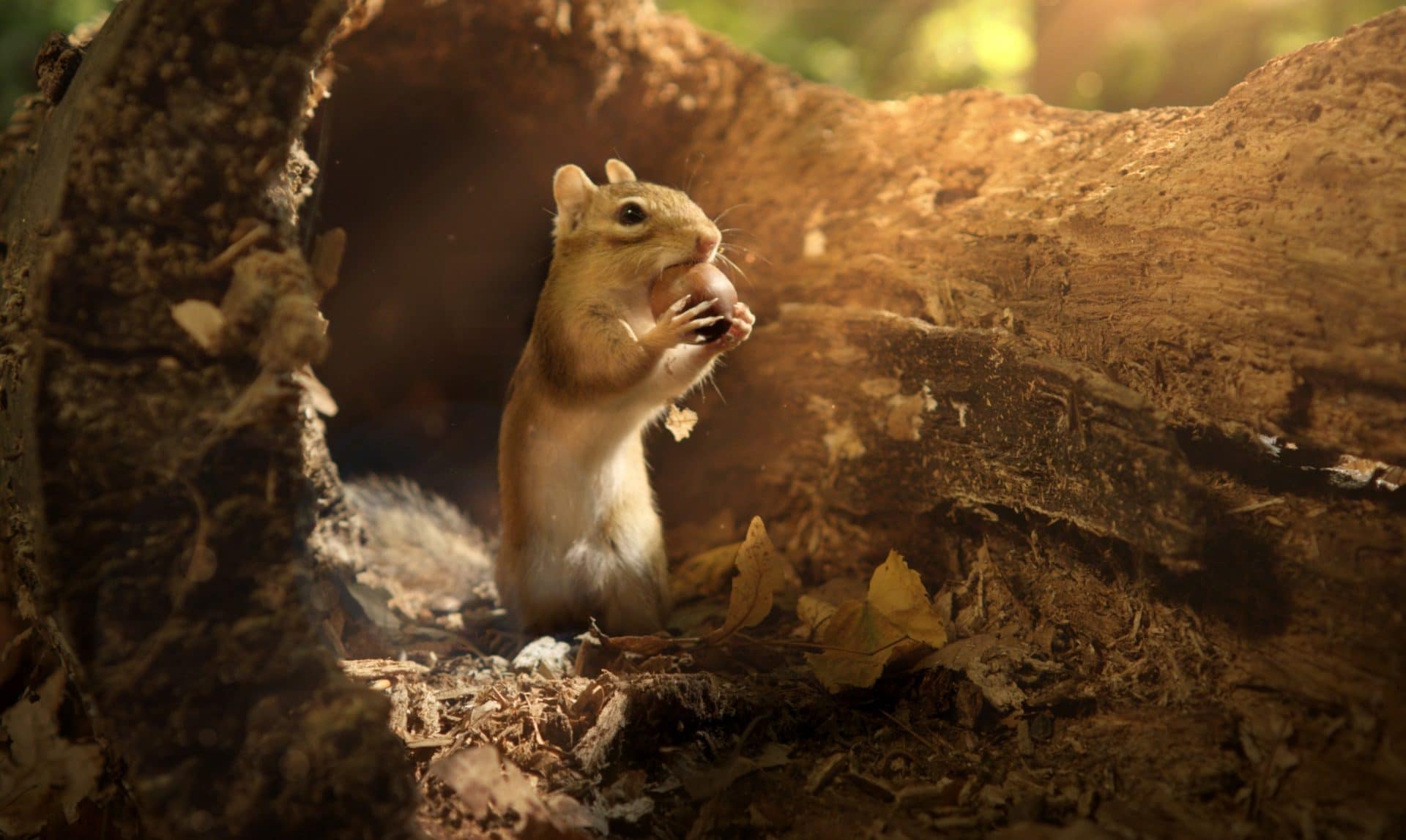 Petits géants 3D